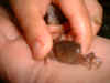 2002919mori1.JPG (126227 バイト)