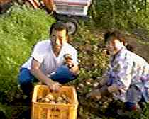 1997.7.23gyagaimo.jpg (6818 oCg)