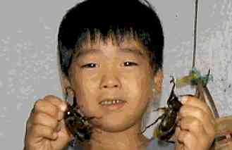 1997.7.26kabutomusi.jpg (6405 oCg)