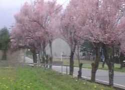 1998.4.13sakura.jpg (6193 oCg)