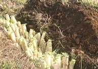 1998124daikon.jpg (7446 oCg)