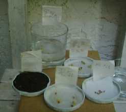 199982hatuga4.jpg (5246 バイト)