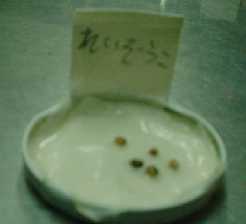 199983hatuga5.jpg (3867 バイト)