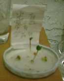 199984hatuga1.jpg (2719 バイト)