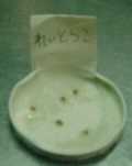 199984hatuga6.jpg (1961 バイト)