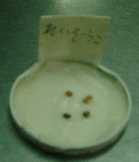 199984hatuga7.jpg (2231 バイト)