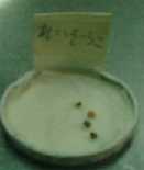 199986hatuga7.jpg (2062 バイト)