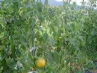 199986tomato2.jpg (6558 oCg)