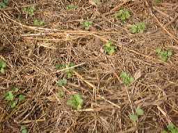 1999913daikon.jpg (15594 oCg)