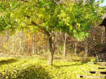 20011115kuwa.JPG (94130 oCg)