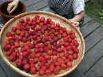 2001727umebosi2.JPG (90442 oCg)