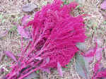 2001913amaransasu1.JPG (96918 oCg)