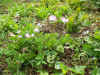 2002429hana1.JPG (94782 oCg)