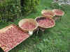 2002815ume1.JPG (93614 oCg)