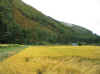 20031013pot5.jpg (75611 バイト)