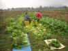 20031127otiba02.JPG (90752 oCg)