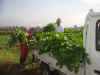 2003115daikon1.JPG (87647 oCg)