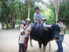 200312phuket075.JPG (76123 バイト)