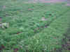 2003414hatake3.JPG (89298 バイト)