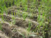 2003514tannbo6.JPG (92132 oCg)