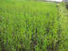 2003514tannbo7.JPG (92263 oCg)