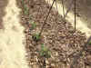 2003522hatake3.JPG (93817 oCg)