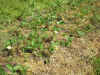 200355sizen6.JPG (93461 バイト)