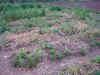 2003610par8.JPG (92173 バイト)