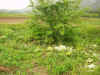 2003612hatake5.JPG (90423 oCg)