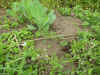 2003612hatake7.JPG (92815 oCg)