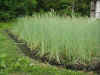 2003612tanbo2.JPG (89605 oCg)