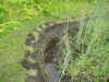 2003612tanbo3.JPG (94530 oCg)