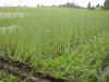 2003612tanbo4.JPG (90120 oCg)