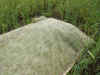 2003612tanbo6.JPG (87297 oCg)