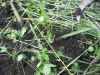 2003625tanb10.JPG (97594 バイト)