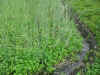 2003625tanb20.JPG (93080 バイト)