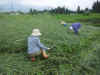 2003625tanb3.JPG (90846 バイト)