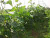 2003630hatake10.JPG (88801 oCg)