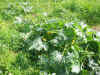 2003630hatake1.JPG (93810 oCg)