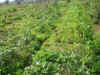 2003630hatake5.JPG (90902 oCg)