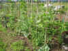 2003630pama25.JPG (93710 oCg)