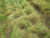 200364hatake10.JPG (92679 バイト)