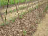 200364hatake13.JPG (93553 バイト)