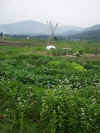 200364hatake17.JPG (241859 バイト)