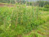 200364hatake4.JPG (89573 バイト)