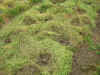 200364hatake7.JPG (92380 バイト)