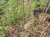 200369hatake10.JPG (97481 バイト)