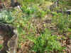 200369hatake11.JPG (95640 バイト)