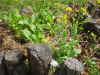 200369hatake13.JPG (94276 バイト)