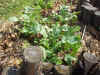 200369hatake14.JPG (96048 バイト)